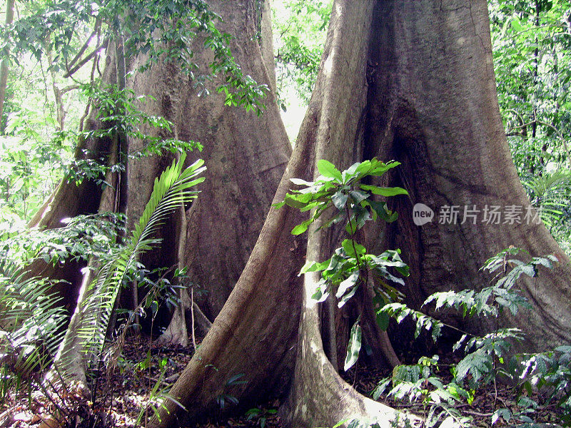 泰国甲米省Khao Phanom Bencha木棉树